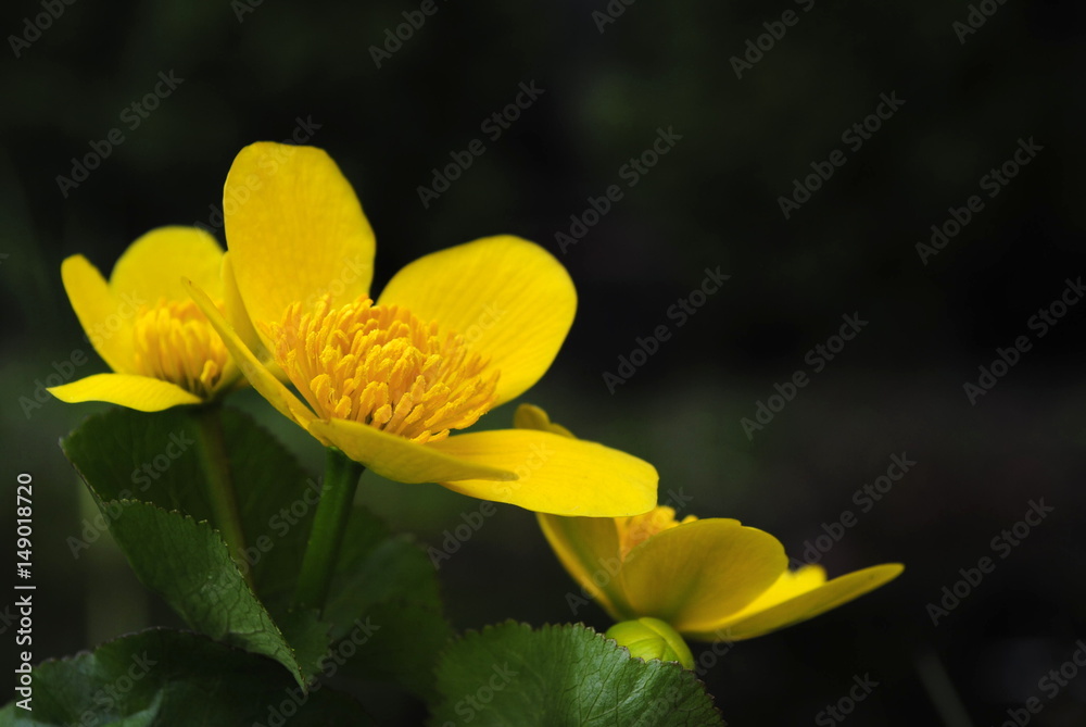 Żółty wiosenny kwiat jaskra, knieć błotna Stock Photo | Adobe Stock
