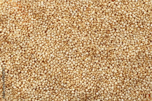 Quinoa Chenopodium quinoa Samen