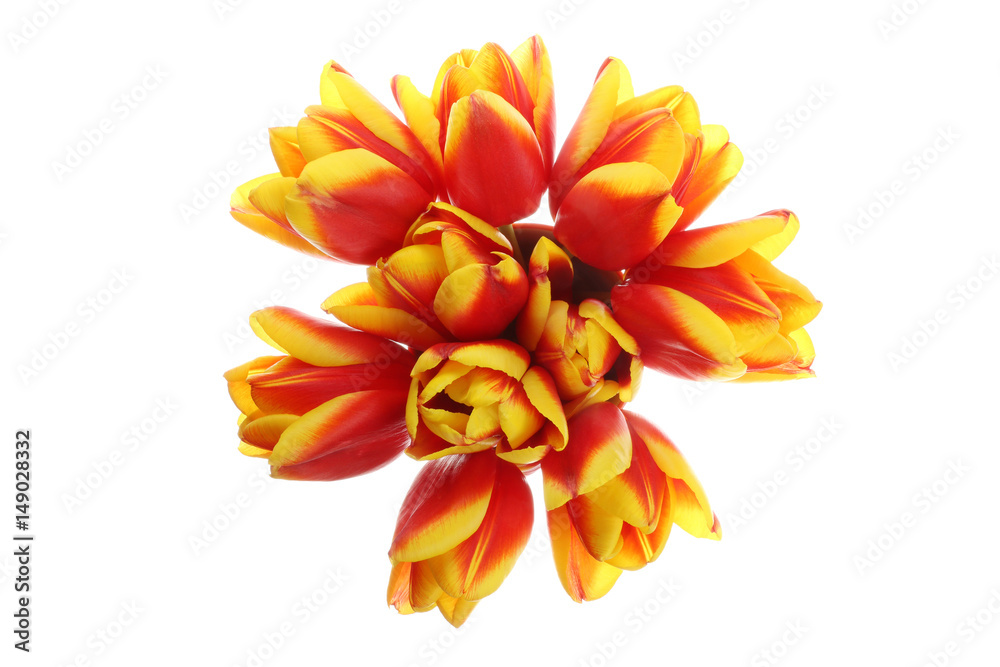 Obraz premium Tulpen