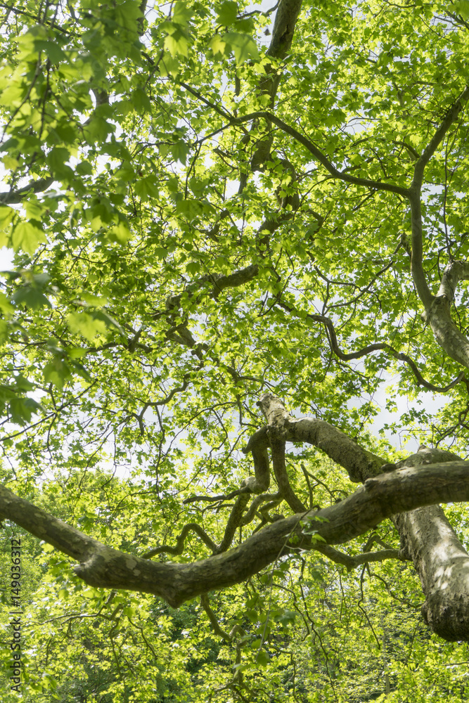 Fototapeta premium Branches and leaves.