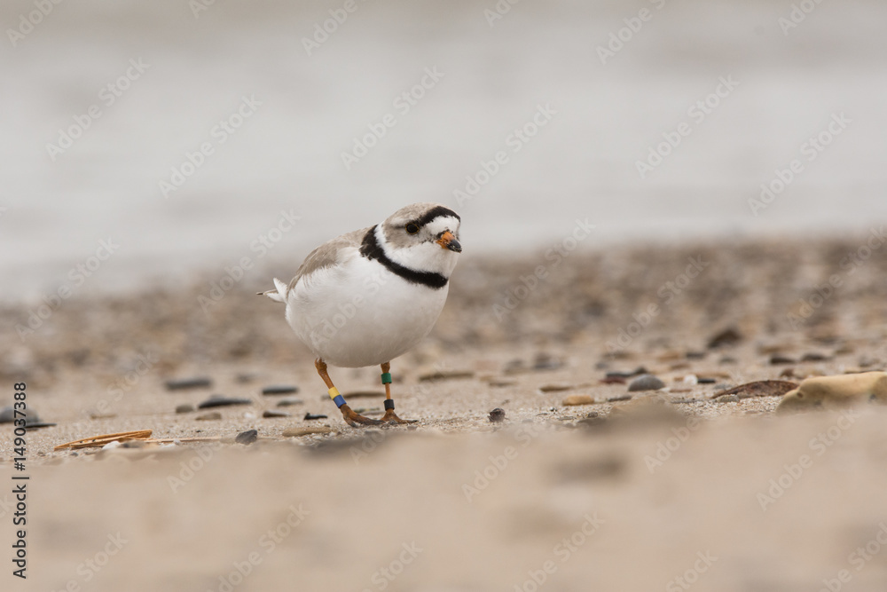 Piping Plover Piping Plover