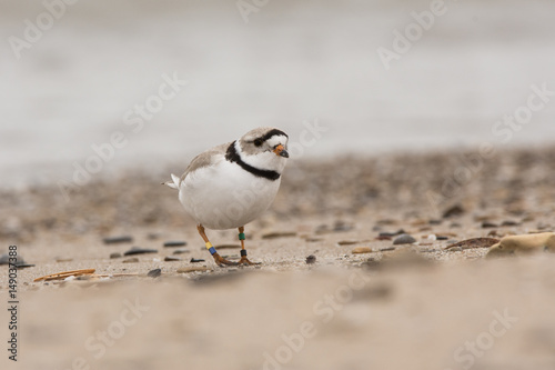 Piping Plover