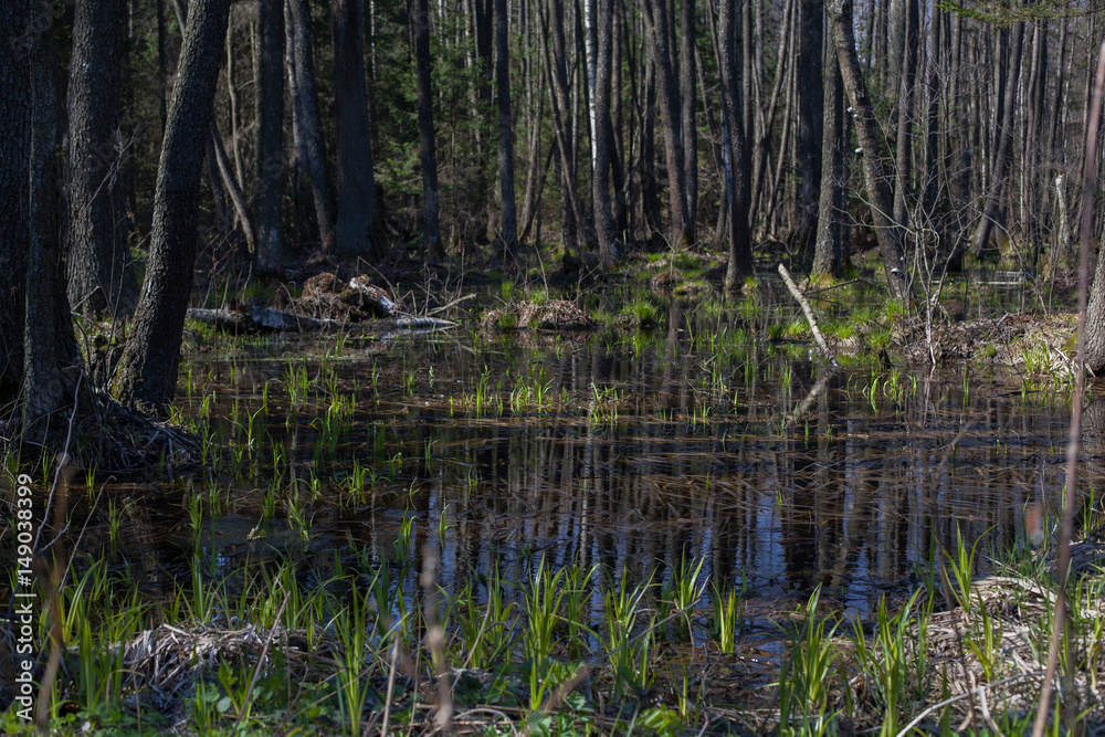 Fototapeta premium Spring floods