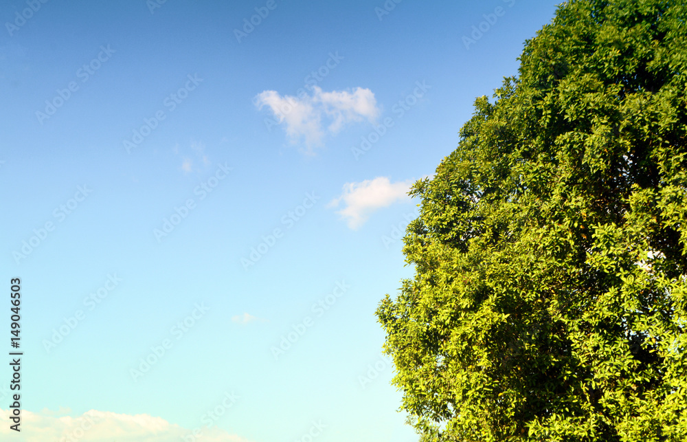 Obraz premium tree and blue sky background