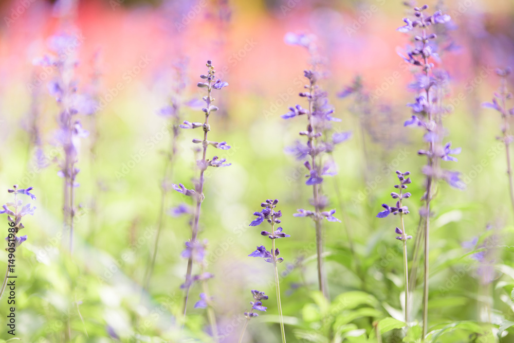 Obraz premium Purple flowers
