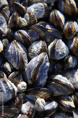 Sea shells