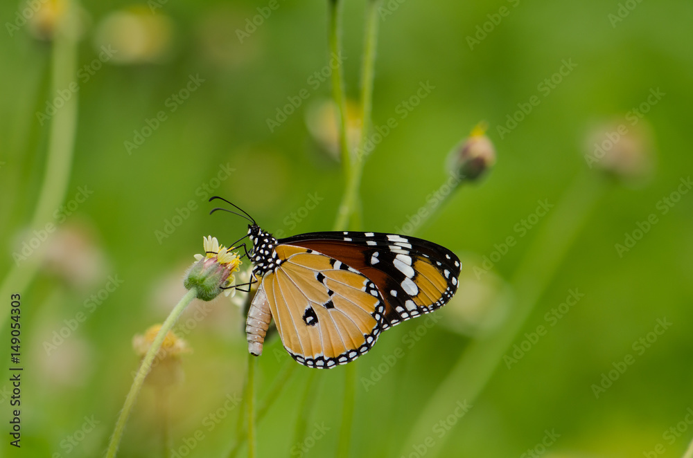 Plain Tiger butterfly Plain Tiger butterfly