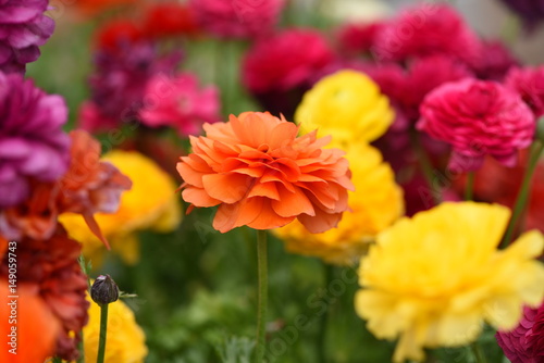 Colorful Marigolds © Paul