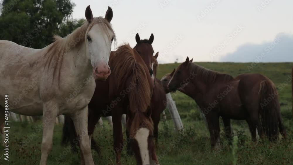 Wild horses of Easter Island Wild horses of Easter Island