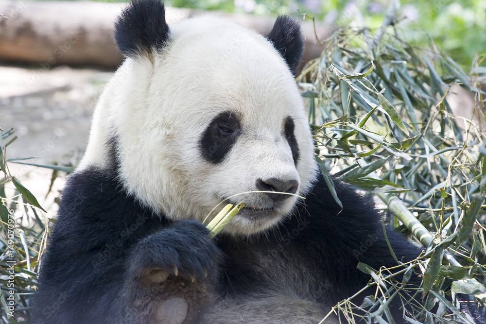 Fototapeta premium Panda eating bamboo