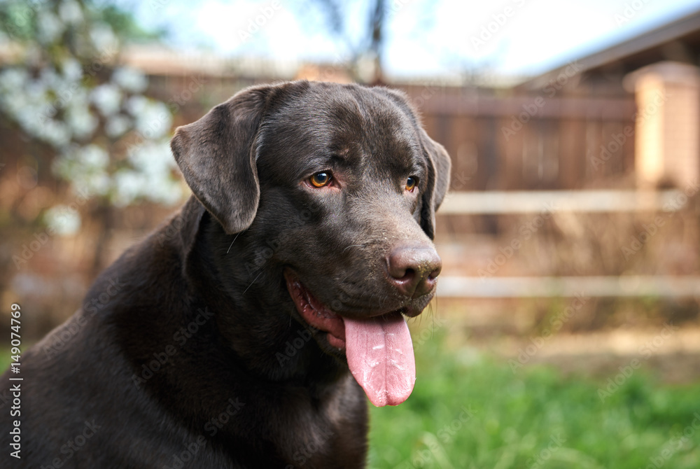 a dog with his tongue hanging out a dog with his tongue hanging out
