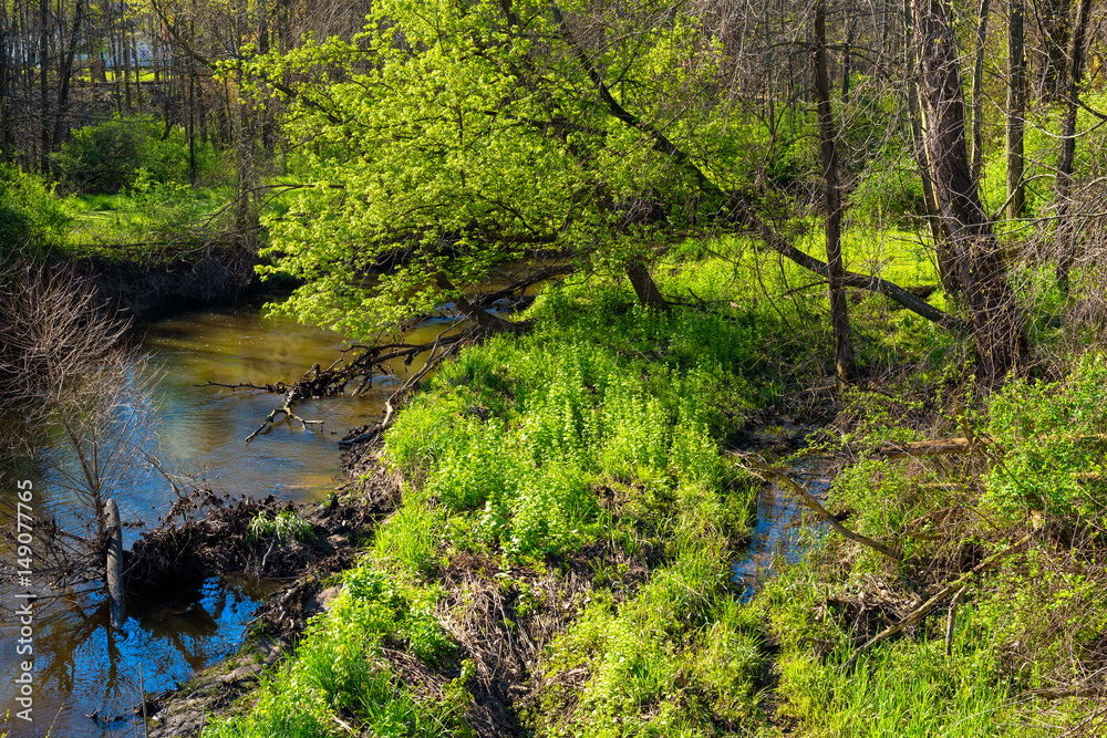 A creek meanders through new green growth in the clear light of early spring A creek meanders through new green growth in the clear light of early spring