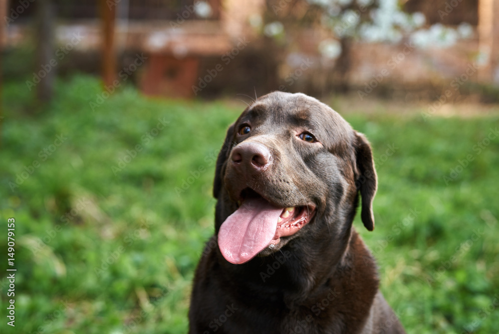 beautiful purebred dog on the nature beautiful purebred dog on the nature