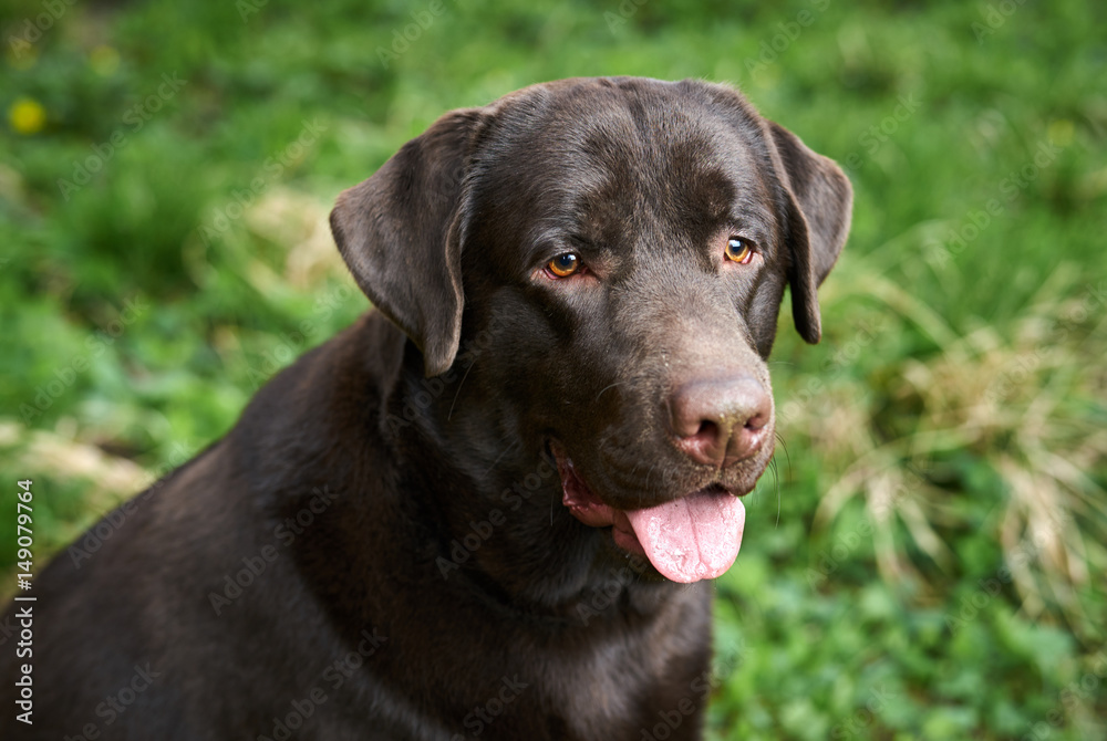 beautiful purebred dog on the nature beautiful purebred dog on the nature