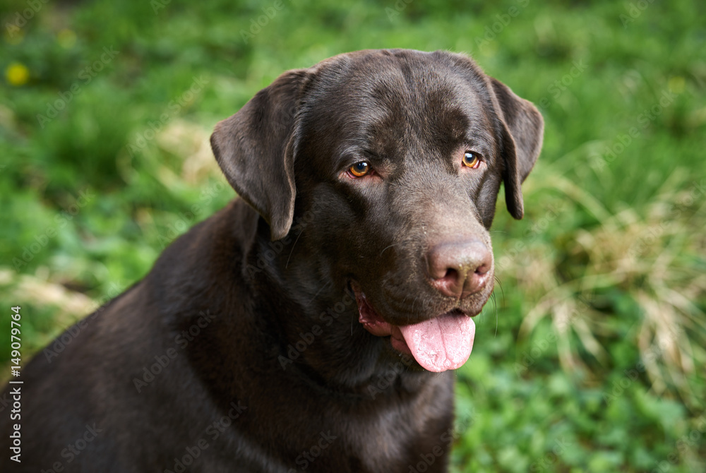 beautiful purebred dog on the nature