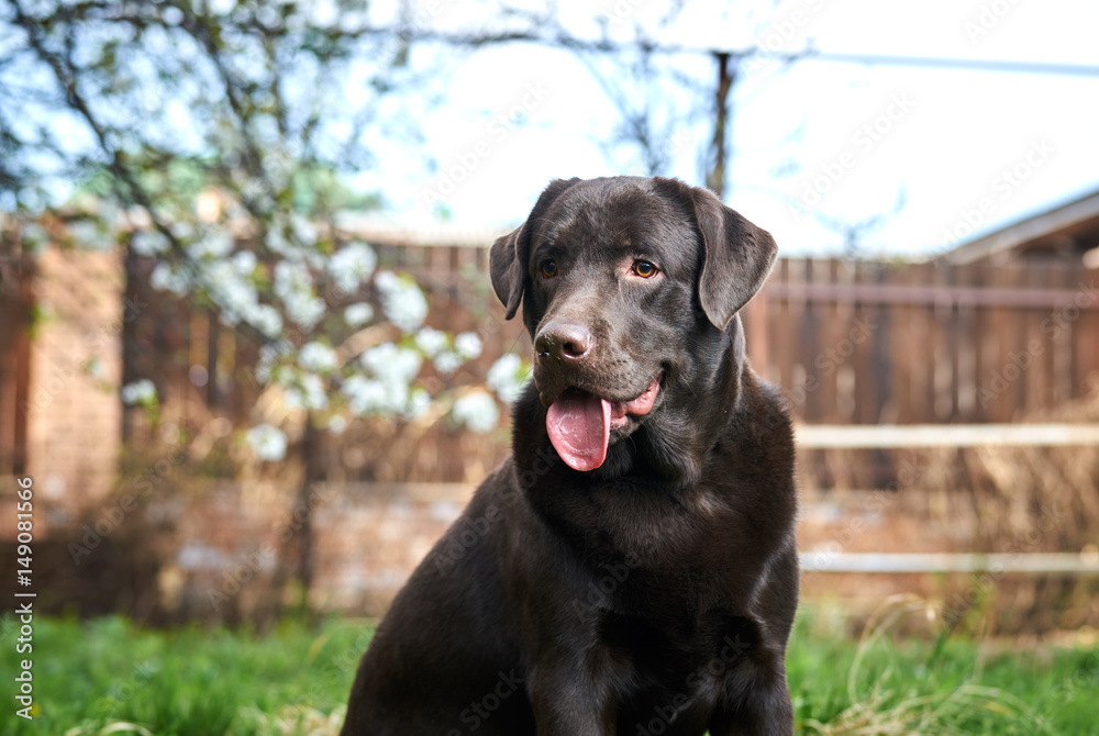 dog, flowering trees, park dog, flowering trees, park