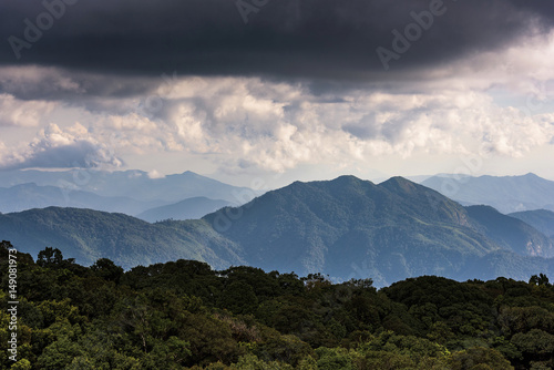 tropical rain forest  Thailand.