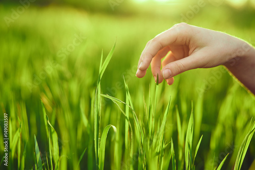 hand, grass, nature