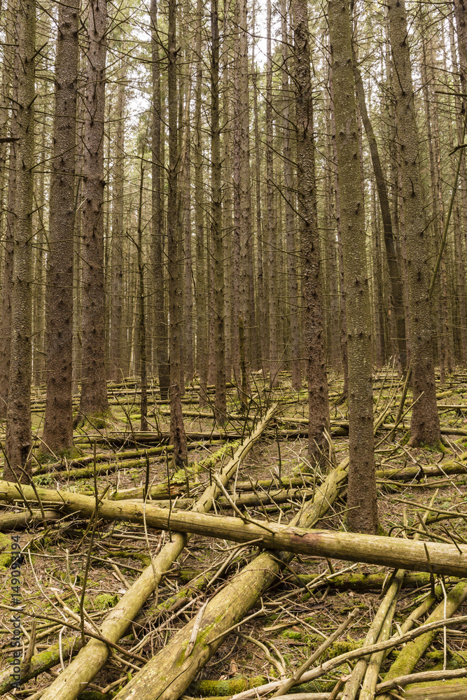 Fototapeta premium Norway Spruce Forest