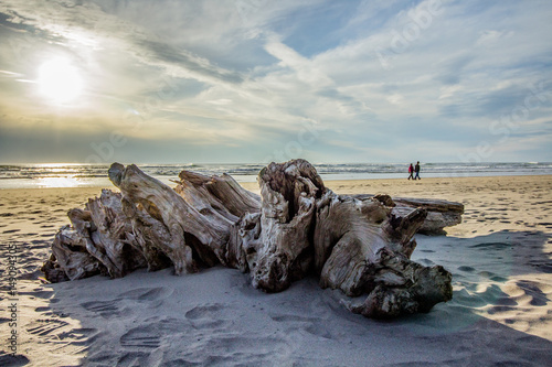 Driftwood at the Beach Framing a Couple Walking Along the Shore at Sunset