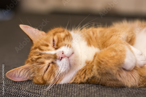 Portrait of a resting red cat 