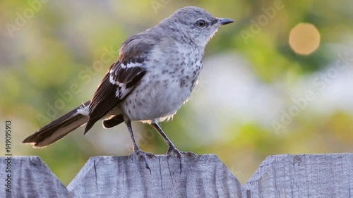 Mocking bird perched on a fence.
