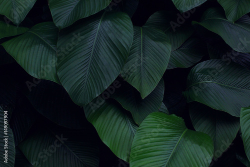 Real tropical leaves background, jungle foliage photo