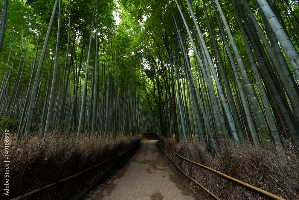 Fototapeta premium Bamboo forest