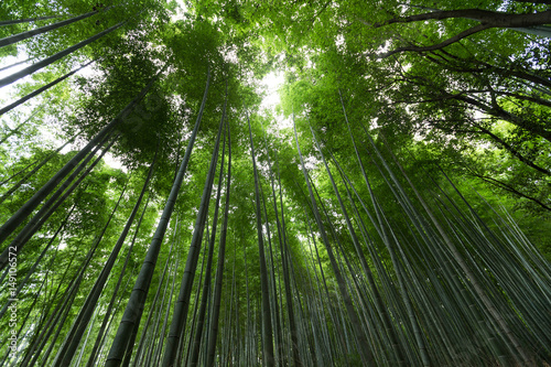 Bamboo Forest from low angle
