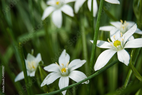 Closeup of White Flowers