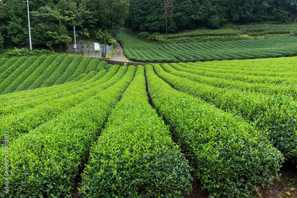 Green Tea field