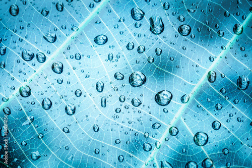 leaf texture. Abstract leaf background with dew drops