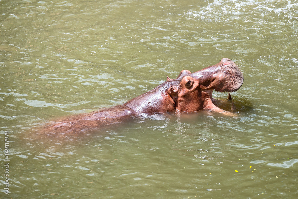 Hippopotamus.