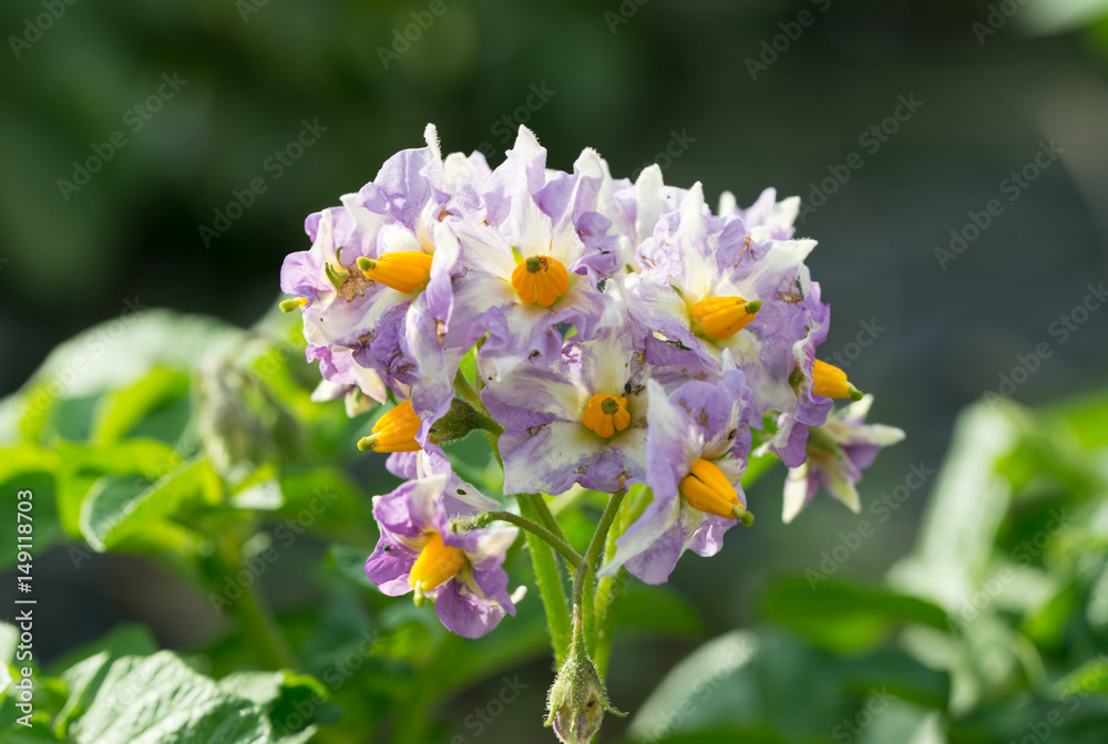 ジャガイモの花 紫のきれいな花でした Stock Photo Adobe Stock