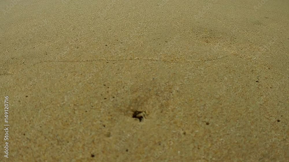 CLOSEUP_Hemit crab runing on the beach.