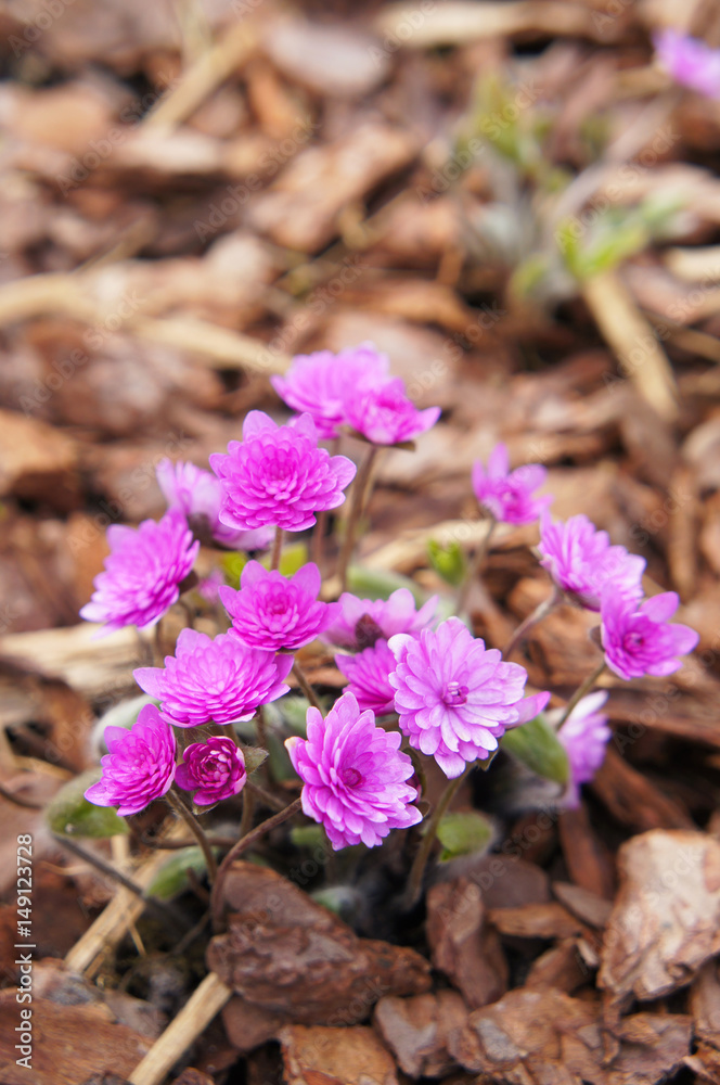 Hepatica nobilis rosea plena bush of pink flowers vertical Hepatica nobilis rosea plena bush of pink flowers vertical