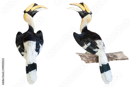 hornbill isolated on white background photo