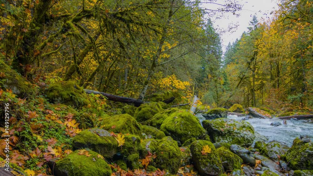 Blue river flowing among the bright yellow trees. The bright colors of autumn. Amazing fall. Autumn forest on the riverside. 4K, 3840*2160, high bit rate, UHD Blue river flowing among the bright yellow trees. The bright colors of autumn. Amazing fall. Autumn forest on the riverside. 4K, 3840*2160, high bit rate, UHD