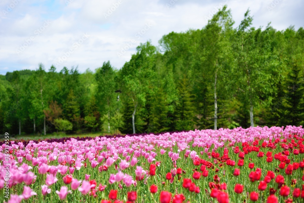 tulips in spring, colorful tulips at Hokkaido