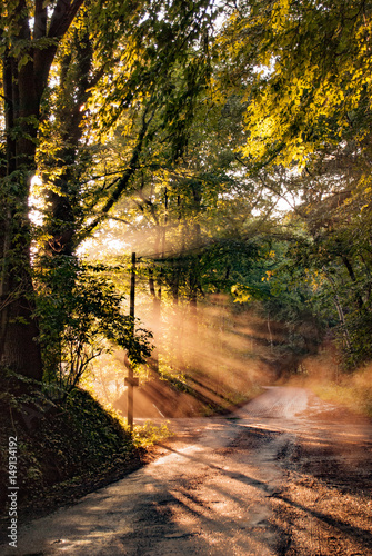 Sonnenstrahlen im Wald © Christian