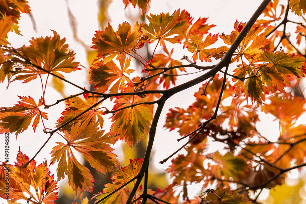 Fall Autumn Japanese Maple Branches, leaves. Red, orange yellow earthy colors Fall Autumn Japanese Maple Branches, leaves. Red, orange yellow earthy colors