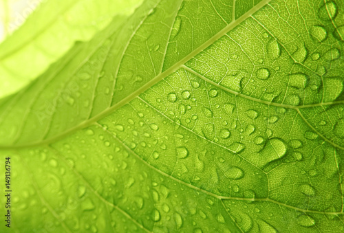 Bright green leaf and rain drops,Leaf wet under the sunlight.Leaf veins