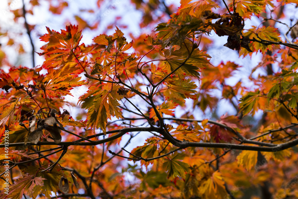 Fall Autumn Japanese Maple Branches, leaves. Red, orange yellow earthy colors Fall Autumn Japanese Maple Branches, leaves. Red, orange yellow earthy colors