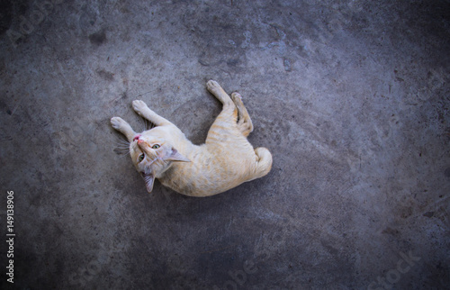 Yellow White Cat Striped Head Notch Lying © wichatsurin