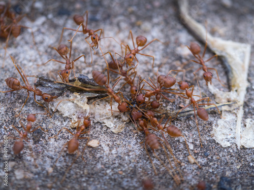 Ants Help to  Take a Food photo