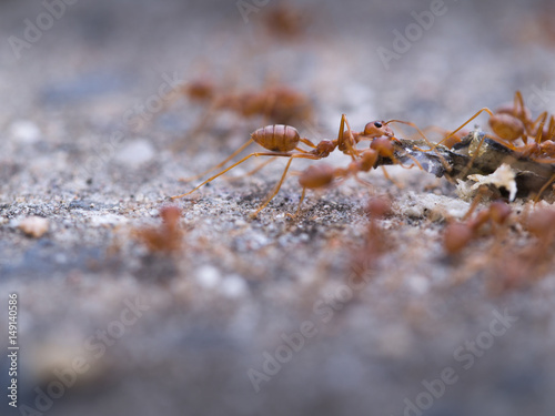 Ants Keep Food © wichatsurin