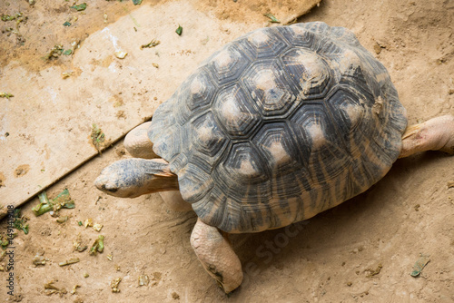 Burmese starred tortoise / Geochelone platynota