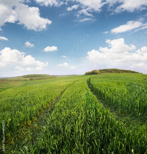 Field and sky in the summer time. Agricultural landscape