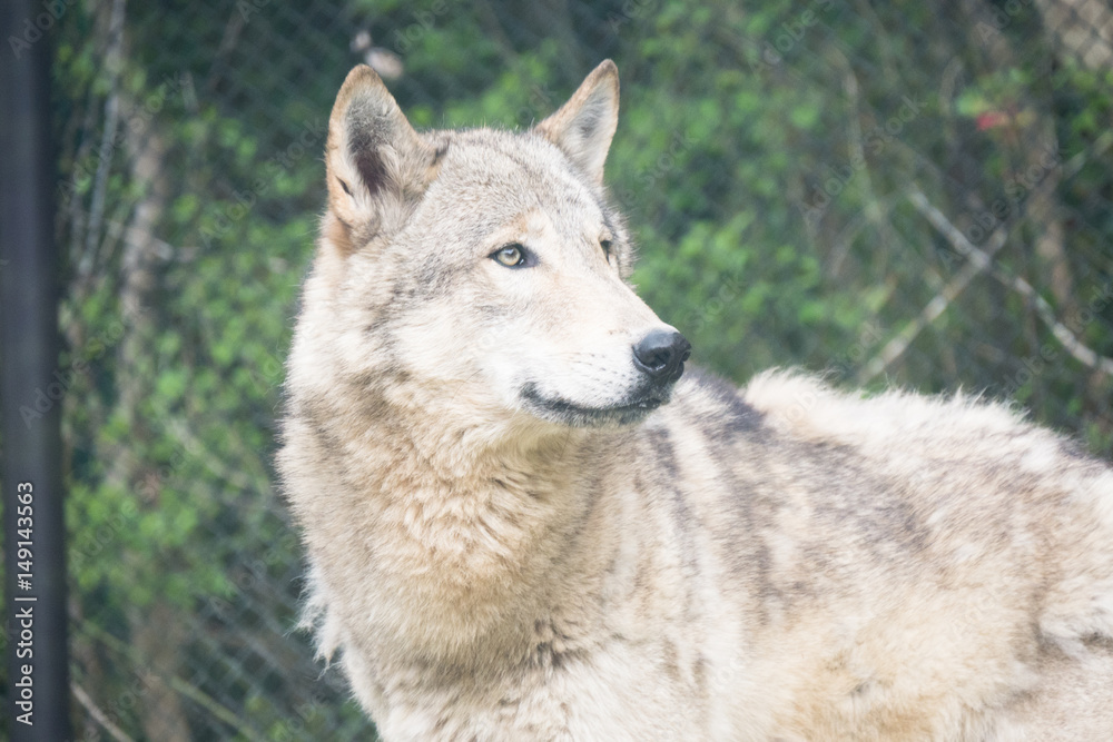 Timber Wolf / Canis lycaon