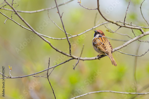 An Eurasian tree sparrow (passer montanus) is perched on a branch in spring